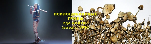 ПСИЛОЦИБИНОВЫЕ ГРИБЫ Ельня